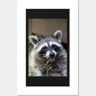 Smiling Raccoon! Posters and Art